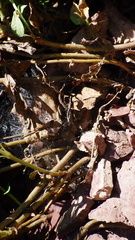 Penstemon ellipticus