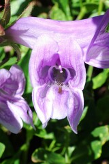 Penstemon ellipticus
