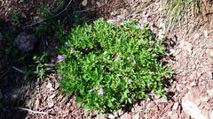 Penstemon ellipticus