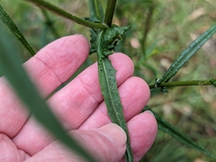 Senecio hispidulus