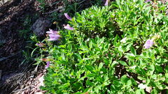 Penstemon ellipticus