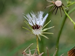 Senecio hispidulus