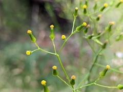 Senecio hispidulus