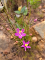 Chironia jasminoides