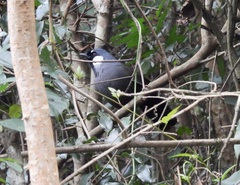 Pterorhinus chinensis