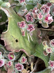 Mesembryanthemum crystallinum