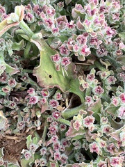 Mesembryanthemum crystallinum