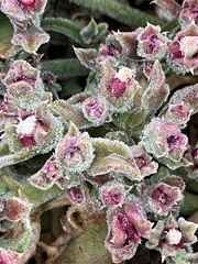 Mesembryanthemum crystallinum