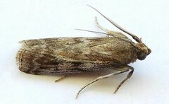 Monoptilota pergratialis