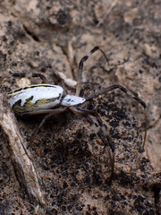 Argiope protensa