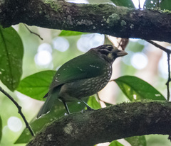 Ailuroedus maculosus