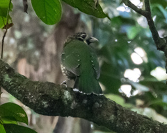 Ailuroedus maculosus