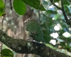 Ailuroedus maculosus