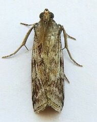 Monoptilota pergratialis