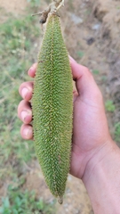 Amphilophium crucigerum