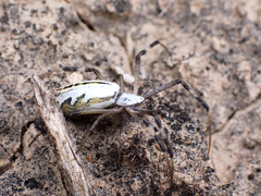 Argiope protensa