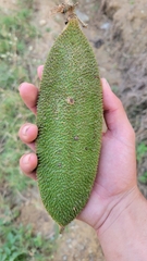 Amphilophium crucigerum