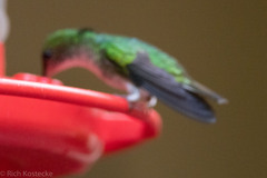 Microchera cupreiceps