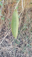 Amphilophium crucigerum