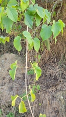 Amphilophium crucigerum