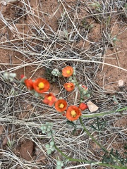 Sphaeralcea parvifolia
