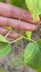 Amphilophium crucigerum