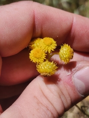 Chrysocephalum apiculatum