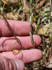 Chrysocephalum apiculatum