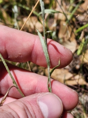 Chrysocephalum apiculatum