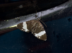 Trichodezia albovittata