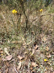 Chrysocephalum apiculatum