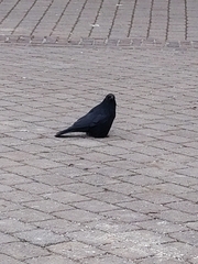 Corvus corone