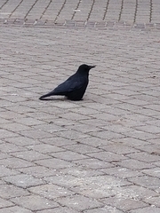 Corvus corone