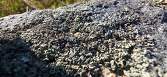 Xanthoparmelia cumberlandia