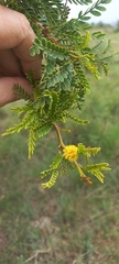 Vachellia karroo