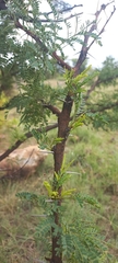 Vachellia karroo