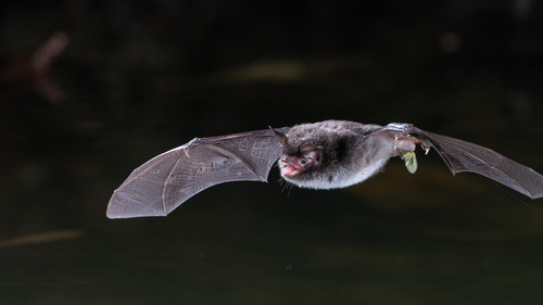 Daubenton's bat