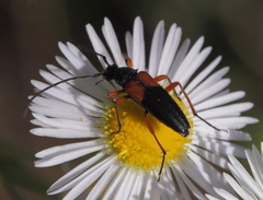 Stenurella jaegeri