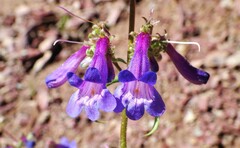 Penstemon albertinus