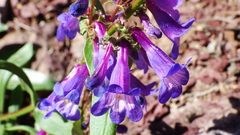 Penstemon albertinus