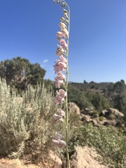 Penstemon palmeri