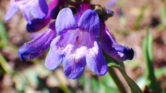 Penstemon albertinus