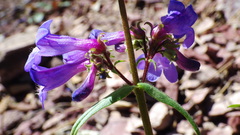 Penstemon albertinus