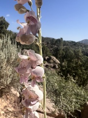 Penstemon palmeri