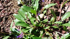 Penstemon albertinus