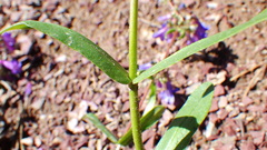Penstemon albertinus