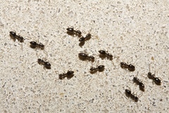 Technomyrmex albipes