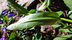 Penstemon albertinus