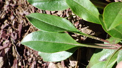 Penstemon albertinus