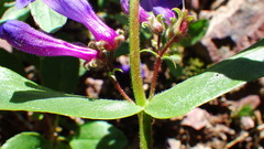 Penstemon albertinus